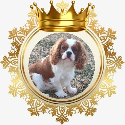 Étalon Cavalier King Charles Spaniel - CH. J vibranium du Domaine des Airaudes