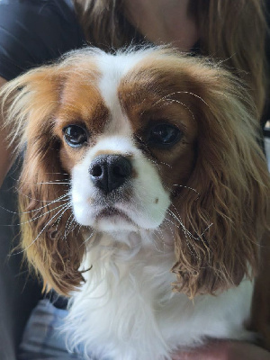 Étalon Cavalier King Charles Spaniel - Venise de la Lande du Médoc