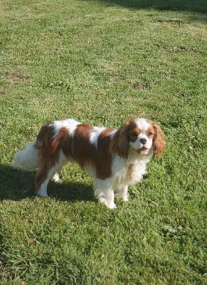 Étalon Cavalier King Charles Spaniel - Vangelis De la geode
