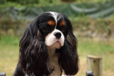 Étalon Cavalier King Charles Spaniel - CH. Shine Ever Vis tes rêves
