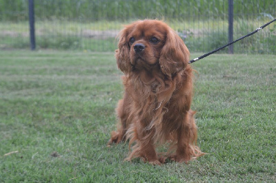 Étalon Cavalier King Charles Spaniel - Tweesty Des Arômes Du Cantou