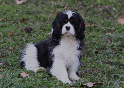 Étalon Cavalier King Charles Spaniel - Thor du comte de Batz Castelmore