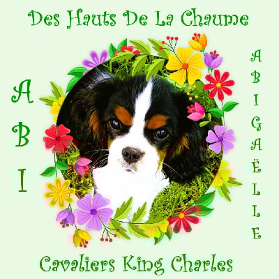 Étalon Cavalier King Charles Spaniel - Abigaëlle Des Hauts De La Chaume