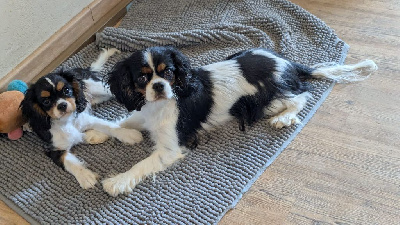 Étalon Cavalier King Charles Spaniel - Tsunami du Clos de Gastofer
