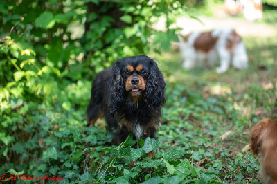 Étalon Cavalier King Charles Spaniel - Ushuaïa city Du Mont Des Crocs Blancs