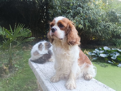 Étalon Cavalier King Charles Spaniel - Urya des Berberis
