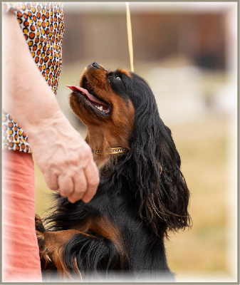 Étalon Cavalier King Charles Spaniel - Udivine Kër Collies Breizh