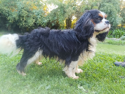 Étalon Cavalier King Charles Spaniel - Uriel de la maison du ryez