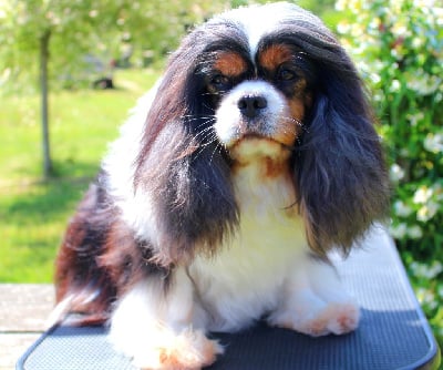 Étalon Cavalier King Charles Spaniel - Precieuse Du Mont Des Crocs Blancs