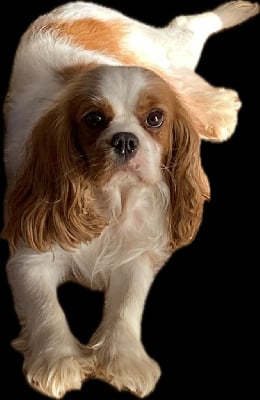 Étalon Cavalier King Charles Spaniel - Taouret de la Tour d'Alicélia