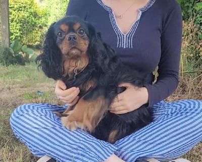 Étalon Cavalier King Charles Spaniel - Tino des rives du blavet