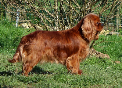 Étalon Cavalier King Charles Spaniel - Tzigane Des Perles De L'estran