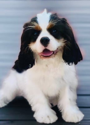 Étalon Cavalier King Charles Spaniel - Amor amor Du Mas De Dixie
