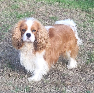 Étalon Cavalier King Charles Spaniel - Vareck diamond De Royal Chopard's