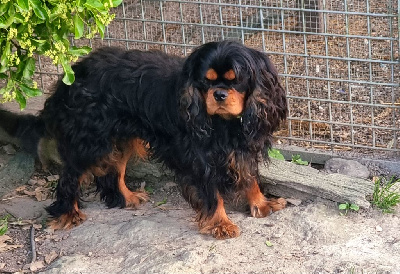Étalon Cavalier King Charles Spaniel - Vanora Jone's Victor