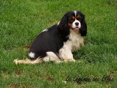 Étalon Cavalier King Charles Spaniel - Una dolce vita de la légende des elfes