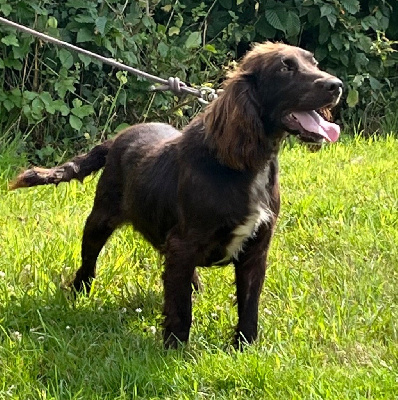 Étalon Chien d'Oysel allemand - Unik du haut de Koeking