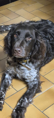 Étalon Chien d'Oysel allemand - Victoria welschberg