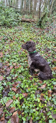 Étalon Chien d'Oysel allemand - Tessy De La Dernière Harde De Sologne