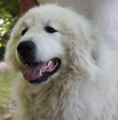Étalon Chien de Montagne des Pyrenees - Victor De La Contrée Du Forez