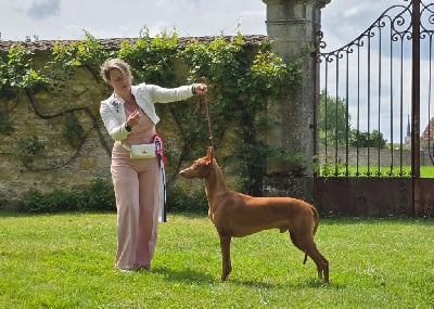 Étalon Chien du Pharaon - reedly road Unicorn