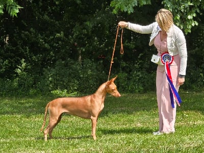 Étalon Chien du Pharaon - happy history Inspiration love