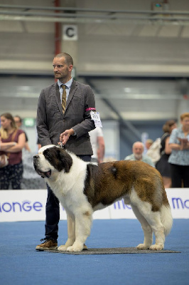 Étalon Chien du Saint-Bernard - CH. Sheamus du Temple d'Haoma