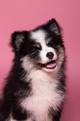 Étalon Chien finnois de Laponie - Attraction laponicorne Du Temple Namasté De Benthéa