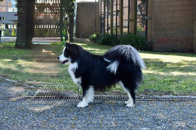 Étalon Chien finnois de Laponie - Valto De La Vallée Féérique