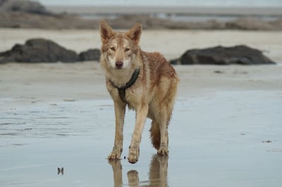 Étalon Chien-loup de Saarloos - Une héritiére au roi Du Royaume De Tag