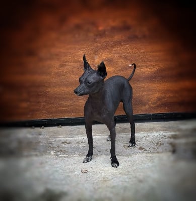 Étalon Chien nu du Perou - CH. chayhuac Sheriff