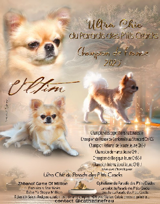 Étalon Chihuahua - CH. Ultra chic du Paradis des P'tits Cracks