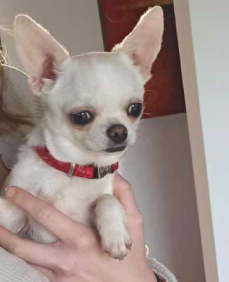 Étalon Chihuahua - CH. Undiying shalimar De L'eclipse Du J'gembad