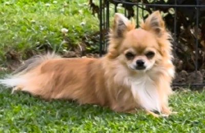 Étalon Chihuahua - CH. Sapristi l'isle au vert coteau