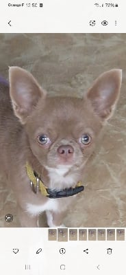 Étalon Chihuahua - fonte di joy Leonardo lll