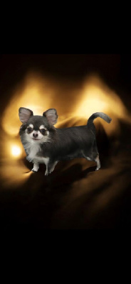 Étalon Chihuahua - Ruslana milana svit barbi