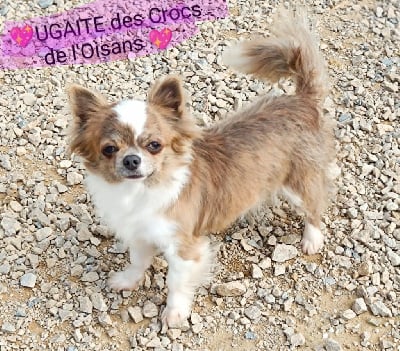 Étalon Chihuahua - Ugaite Des Crocs De L'Oisans