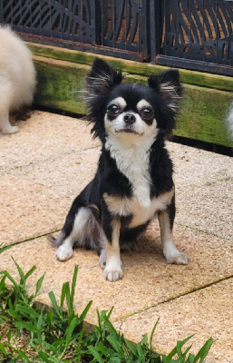 Étalon Chihuahua - Revly De L'Enclos Des Niches Créoles