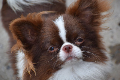 Étalon Chihuahua - Vulcano des ptits dragons de cupidon