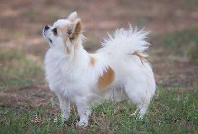 Étalon Chihuahua - Un rubi De L'Ecrin Vert