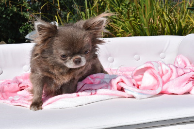 Étalon Chihuahua - regalos maya Perseya