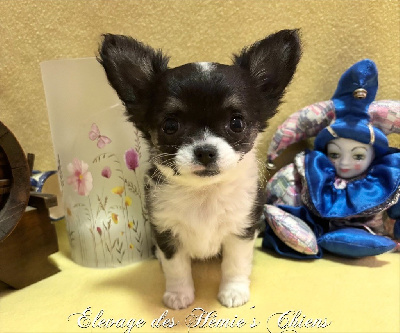 Étalon Chihuahua - Avoène Des Hémie's Chiens