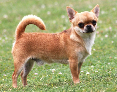 Étalon Chihuahua - Me Gusta Holsten