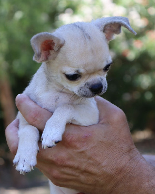 Étalon Chihuahua - Alto du Domaine San Sébastian