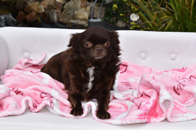 Étalon Chihuahua - Wilona My Fair Chi