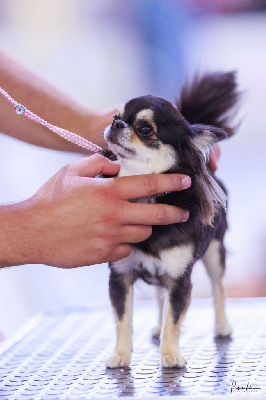 Étalon Chihuahua - CH. elin land To valarous kira