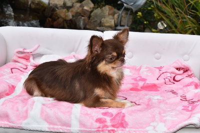 Étalon Chihuahua - Venise des ptits dragons de cupidon