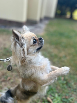 Étalon Chihuahua - U lily rose of blue moon’s diamond