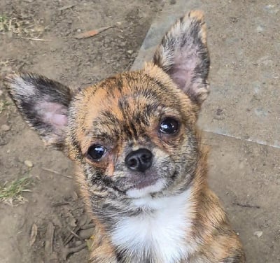 Étalon Chihuahua - Azteque de terre basse