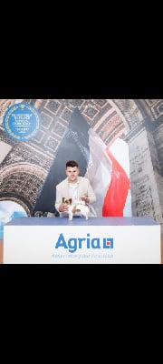 Étalon Chihuahua - CH. Unik lady million (Sans Affixe)